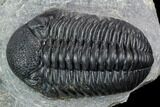 Pedinopariops Trilobite - Mrakib, Morocco #125086-2